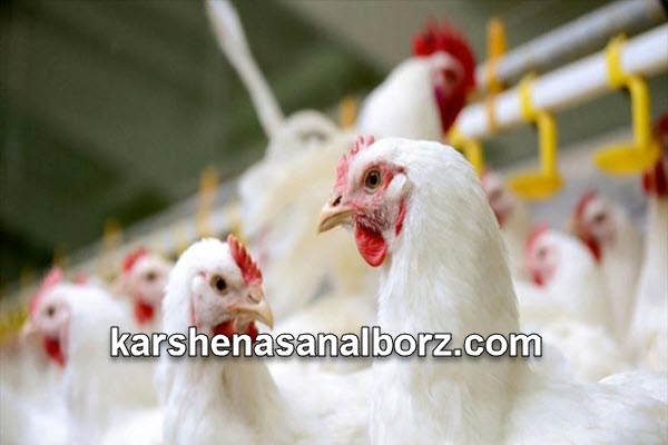 نحوه ارزیابی محصولات دام و طیور | کارشناسان البرز