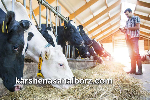 نحوه ارزیابی محصولات دام و طیور | کارشناسان البرز