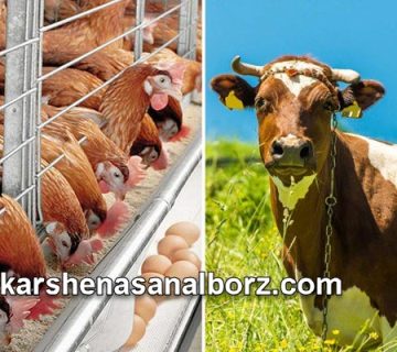 نحوه ارزیابی محصولات دام و طیور چگونه است؟ | کارشناسان البرز