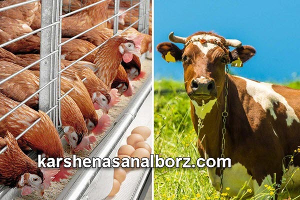 نحوه ارزیابی محصولات دام و طیور چگونه است؟ | کارشناسان البرز