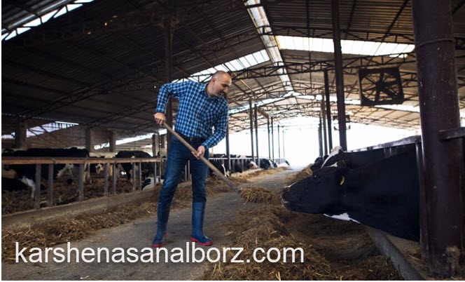 بهترین خوراک دام و طیور | کارشناسان البرز