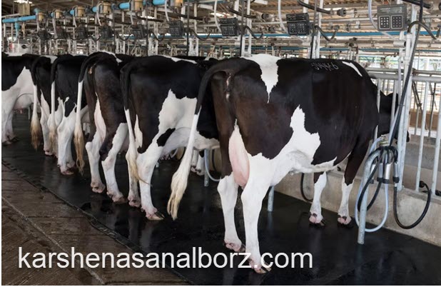 مزایای استفاده از خدمات کارشناسان دادگستری برای خسارت وارده به دام | کارشناسان البرز