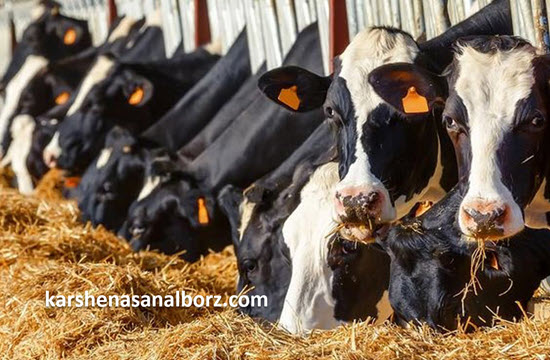 هزینه ارزیابی دام و محصولات دامی چقدر است؟ | کارشناسان البرز