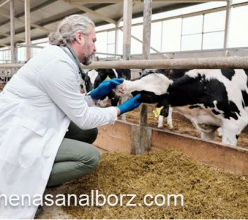 ارزیابی و نظارت بر تغذیه دام و طیور | کارشناسان البرز