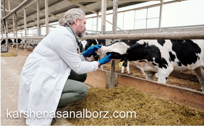 ارزیابی و نظارت بر تغذیه دام و طیور | کارشناسان البرز