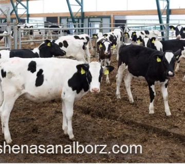 تعیین قیمت محصولات دامی توسط کارشناس دادگستری و دامپروری | کارشناسان البرز