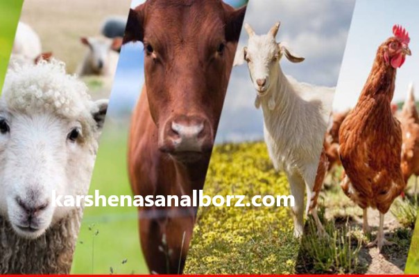 ارزیابی دام و طیور توسط کارشناس رسمی دادگستری در قزوین | کارشناسان البرز