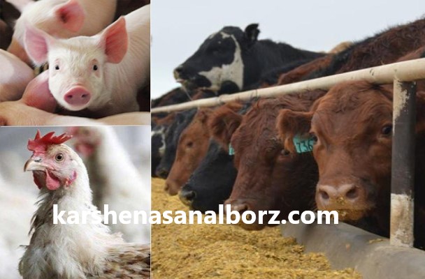 خدمات ارزیابی تغذیه دام و طیور | کارشناسان البرز