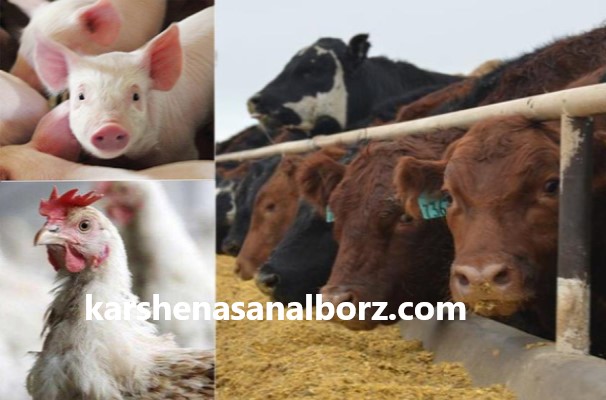 ویژگی های کارشناس برتر دام و طیور | کارشناسان البرز