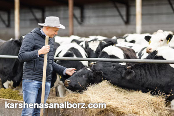 نقش کارشناس رسمی دادگستری در ارزیابی محصولات دامی | کارشناسان البرز
