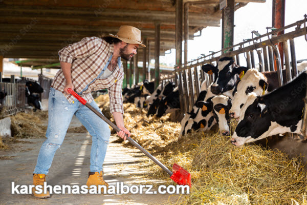 کارشناس محصولات دامی | کارشناسان البرز